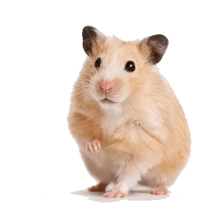 tips hamsters