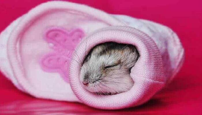 hamster duerme