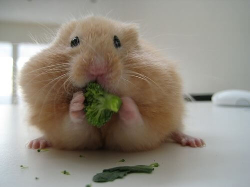 hamster-comiendo-brocoli