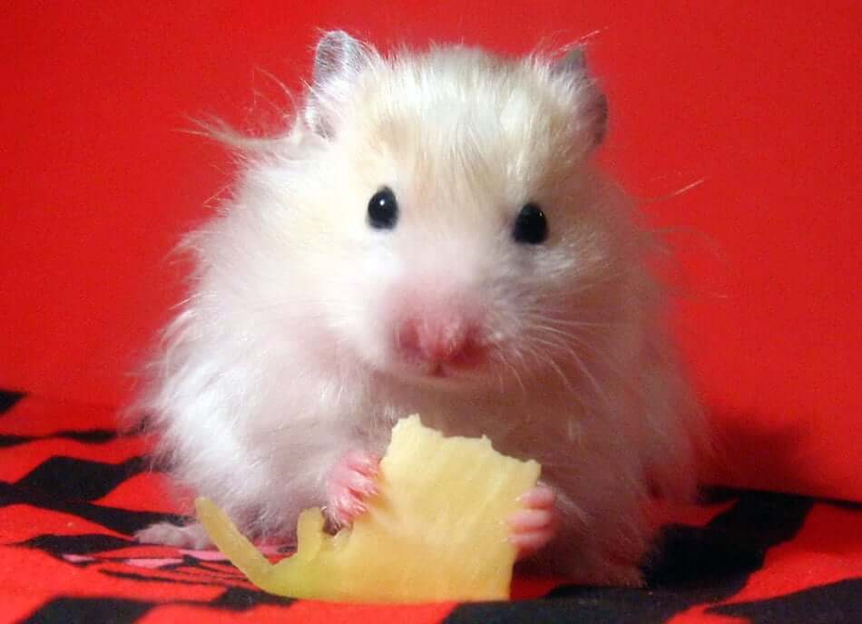 hamster queso