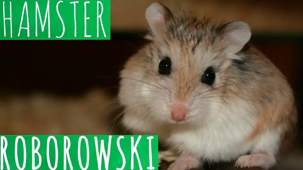hamster roboroski