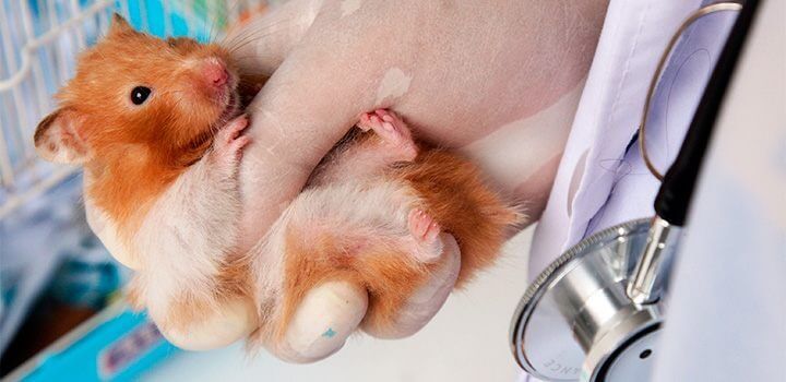 puden los hamsters transmir enfermedades (1)
