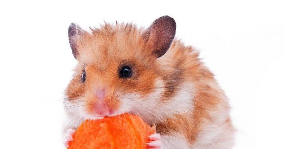 hamster comindo zanahorias (1)